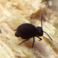 Deuterosminthurus pallipes