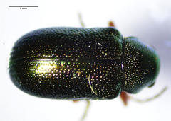 Tymnes oregonensis