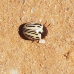 Zygogramma disrupta