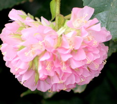 Dombeya × cayeuxii
