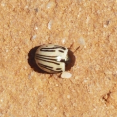 Zygogramma disrupta