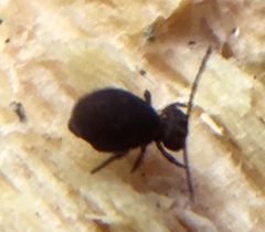 Deuterosminthurus pallipes