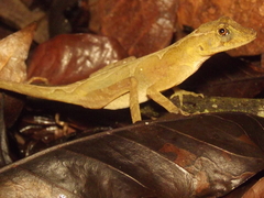 Anolis naufragus