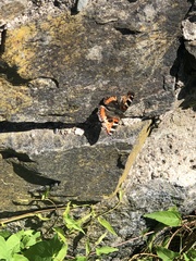 Aglais urticae