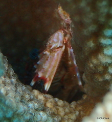 Goniosupradens hawaiensis