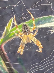 Araneus diadematus
