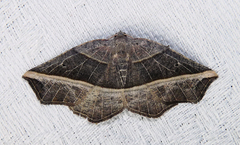 Metanema determinata