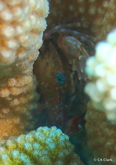 Goniosupradens hawaiensis