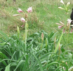 Crinum bulbispermum