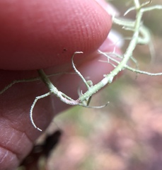 Usnea ceratina