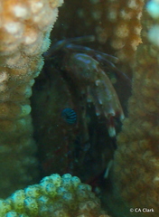 Goniosupradens hawaiensis