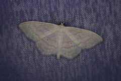 Scopula subpunctaria