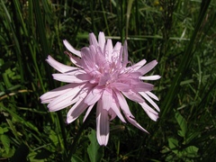 Scorzonera rosea