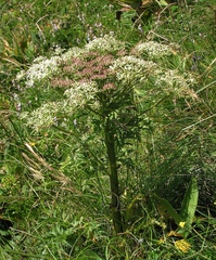 Pleurospermum austriacum