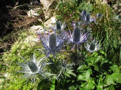 Eryngium alpinum
