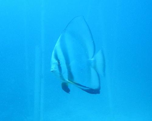 Circular spadefish