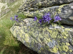 Phyteuma hedraianthifolium