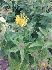 Inula hookeri