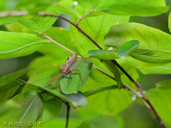 Epidaus sexspinus