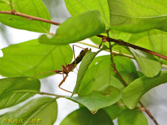 Epidaus sexspinus