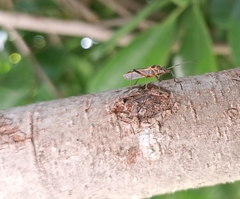 Stenomacra marginella