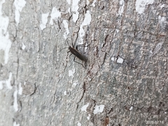 Stenomacra marginella