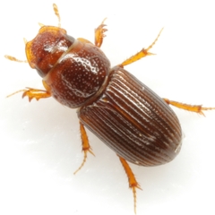 Platytomus longulus