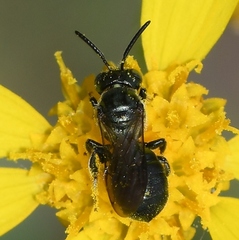 Ceratina strenua