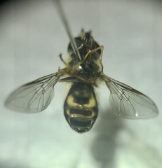 Eupeodes latifasciatus