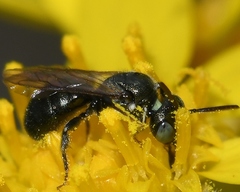 Ceratina strenua