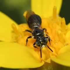 Ceratina strenua