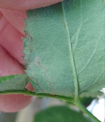 Stigmella anomalella