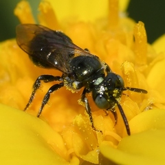 Ceratina strenua