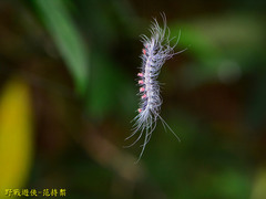 Chrysaeglia magnifica