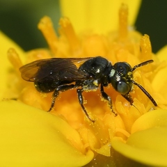 Ceratina strenua