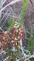 Erica coccinea