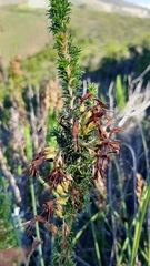 Erica coccinea