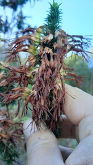 Erica coccinea