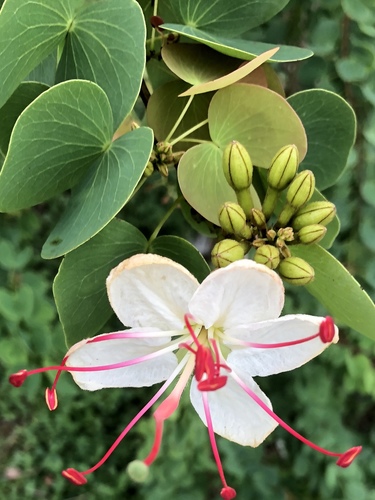 Lysiphyllum hookeri