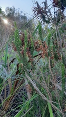 Erica coccinea