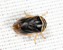 Clastoptera testacea