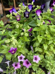 Torenia fournieri