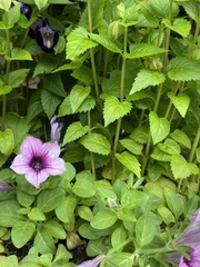 Torenia fournieri