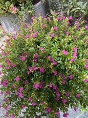 Cuphea hyssopifolia