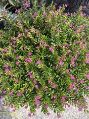 Cuphea hyssopifolia
