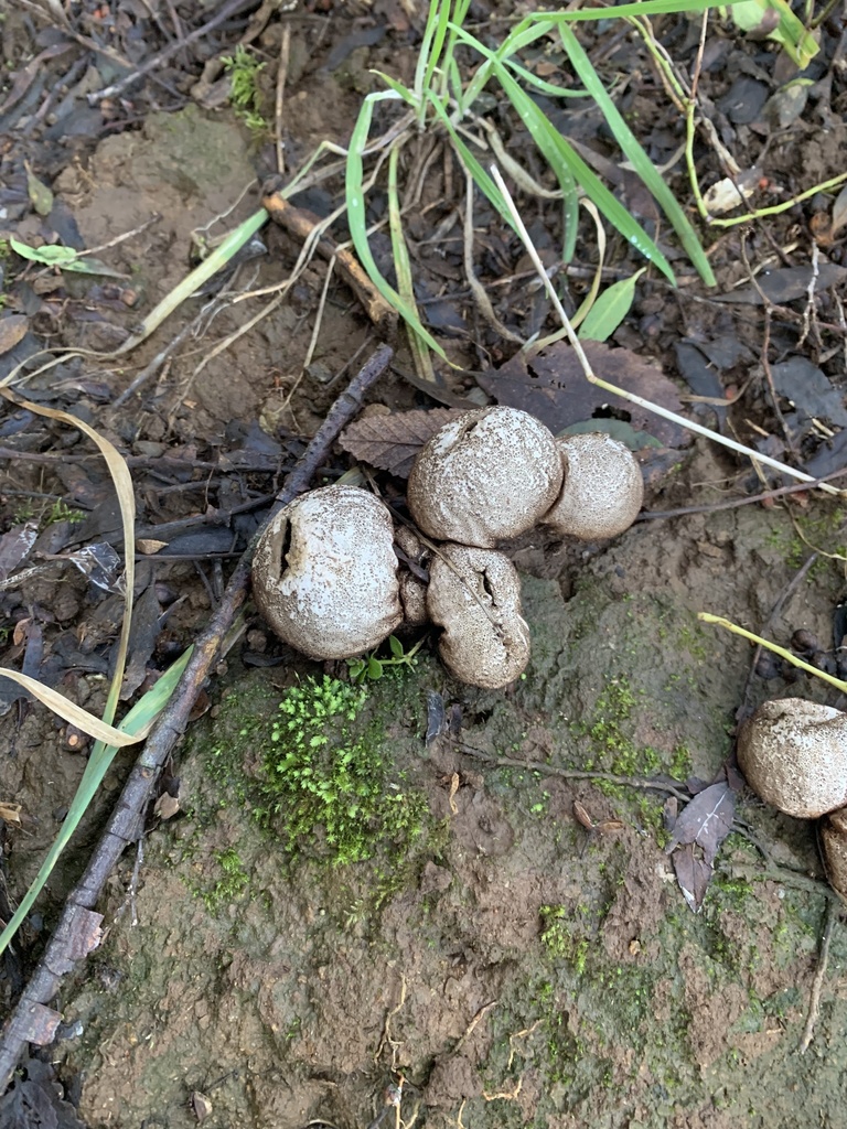 Lycoperdon perlatum · July 2021 · photo: © nitsuga74 (iNaturalist, cc-by)