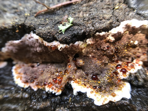 Purple Fuzz