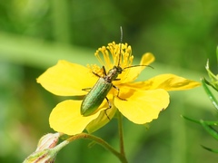 Chrysanthia geniculata