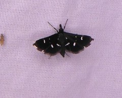 Diasemiodes nigralis