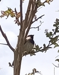 Passer domesticus